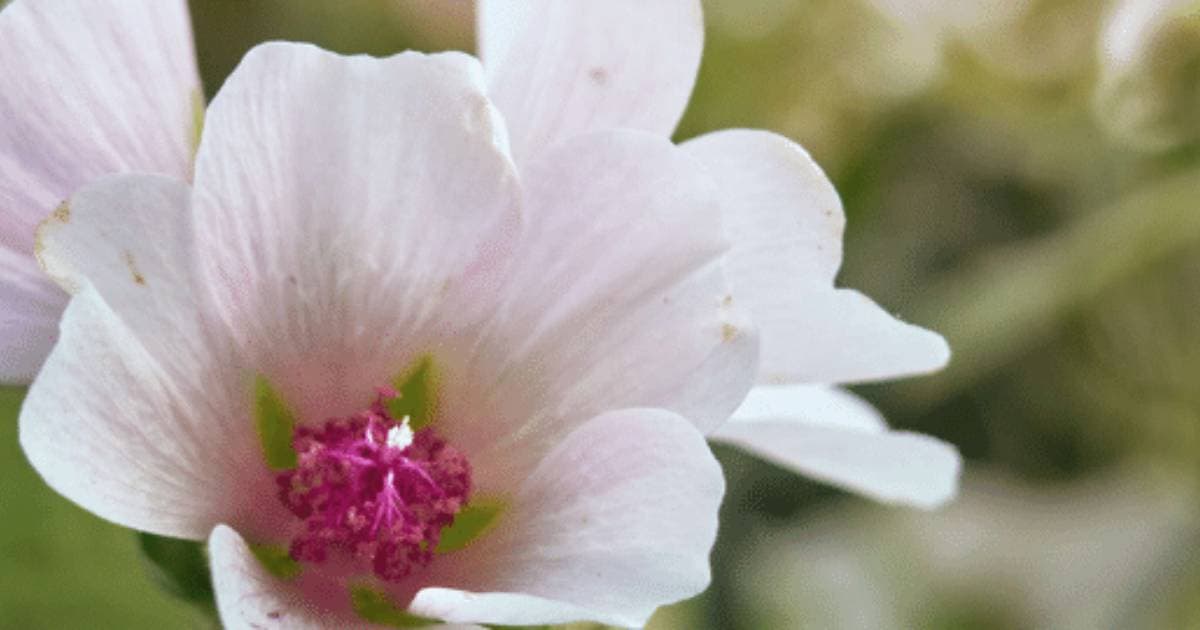 White Mallow